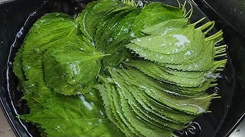깻잎을 간장에 절이지 마세요!! 이렇게 만들어 건강하고 맛있어요/생깻잎김치 Perilla leaf kimchi