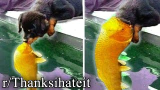 r/TIHI | fish chomp dog