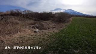 2019春 全英猟野競技会 若犬部門出場【実猟犬がFTに出るよ】