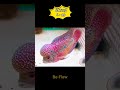 Flowerhorn 176 Fish Flowerhorn 176 Fish