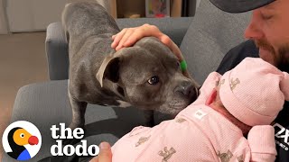 Everyone Warned This Dog Mom About Having A Staffy And A Newborn Baby | The Dodo