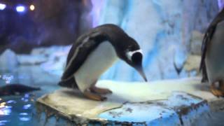 Pinguine im Dubai Mall Aquarium