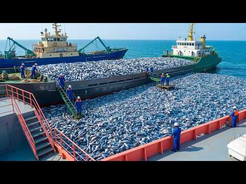 The Largest Fishing Ever Recorded | Millions of Fish Harvested at Sea