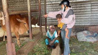 Cow big problem, CUTIS finds Mom for help