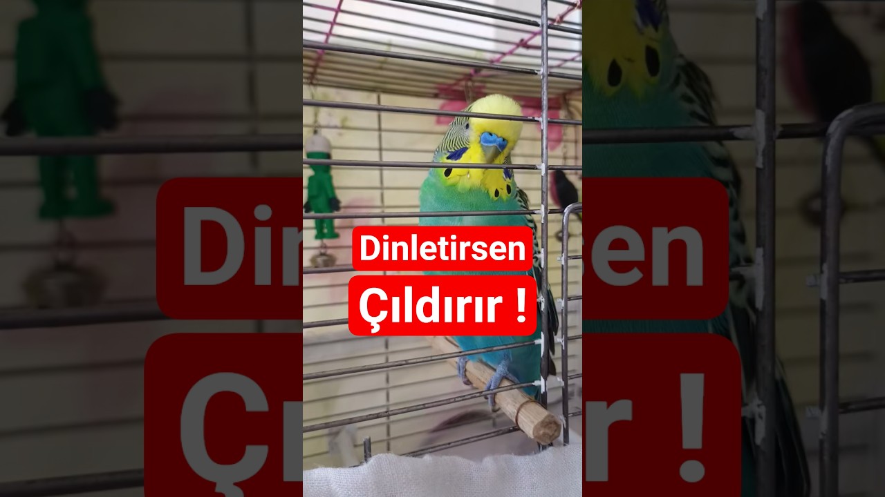 Muhabbet Kuşu Sesi #birds #muhabbetkuşu #vogel #talkingparot #parrot #konuşanmuhabbetkuşu #budgies