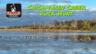 Maryland Duck Season 1st Split