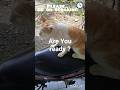 Are You ready :1Kucing Gen Z Paham Bhs Inggris Lho?!