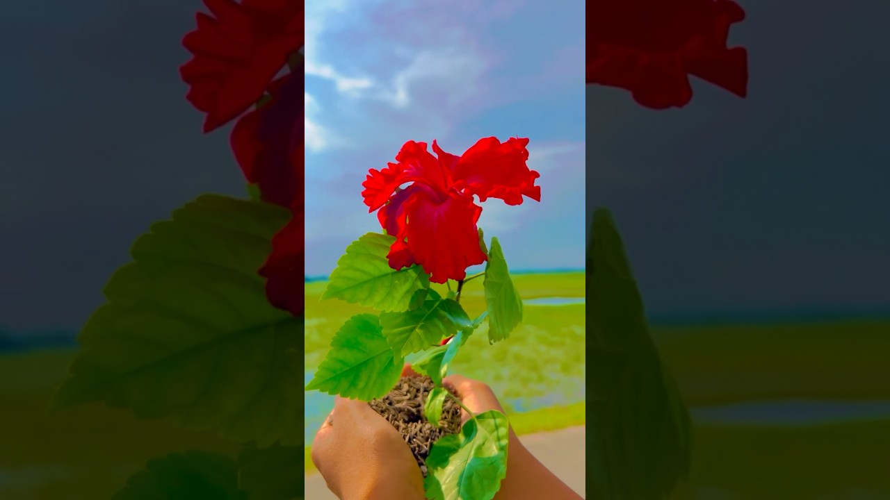 Creative videograpy✅