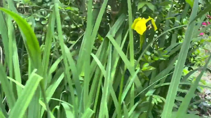 Rising Iris