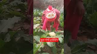 फूल गोभी हार्वेस्टिंग#kitchengarden #harvesting #vegetablegarden #trendingshorts #gudiyagiri55 🥦🥬🥬🥦🥬