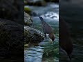 This Bird Can Walk Underwater! 😱