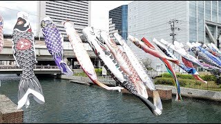 南海線堺駅前周辺の内川・土居川河川敷の鯉のぼり(2019年4月11日)動画