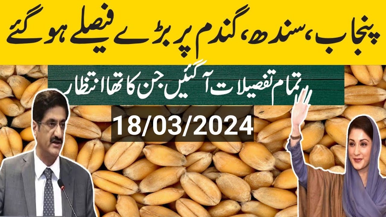 New wheat rate 2024/wheat price in pakistan 2024/wheat rate today/Wheat ...