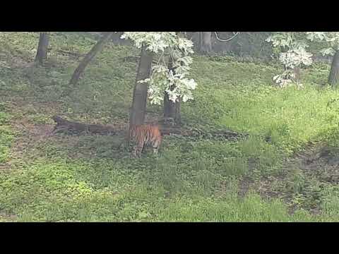 Amur tiger enclosure