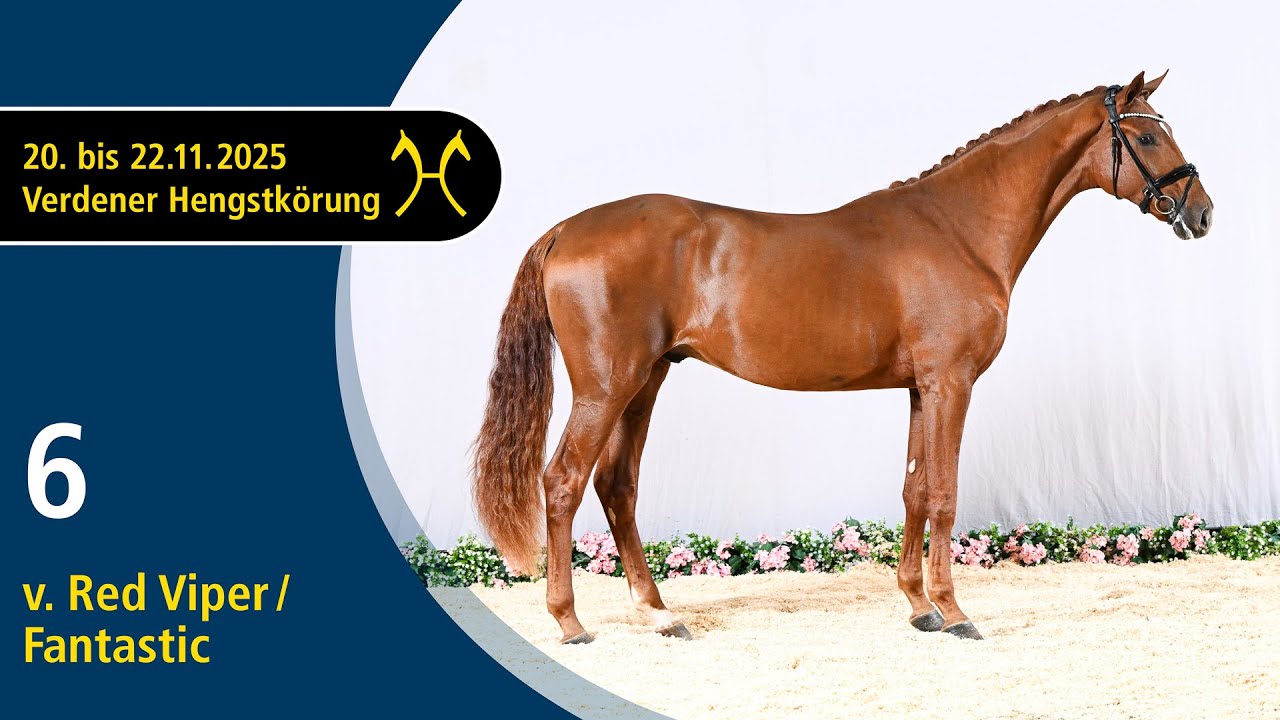No. 6 Stallion by Red Viper - Fantastic | Verden Stallion