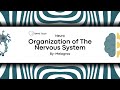 NEURO | Organization of The Nervous System