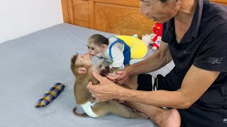 It's so cute when monkey Xuka shows special affection to Tina when she's sick.