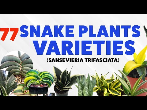 77 واریته گیاهان مار | Sansevieria Trifasciata