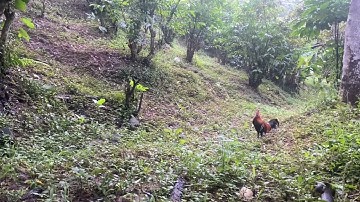 Bẫy gà rừng mới nhất ngày 16/11/2025 không chịu vô đá cái kết dính ngày giò đòn 