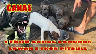 1 EKOR ANAK FLOKI  LAWAN 6 EKOR PITBULL ‼