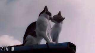 PJK - Differences (subtitulado) Details