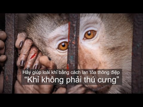 Khỉ không phải thú cưng!