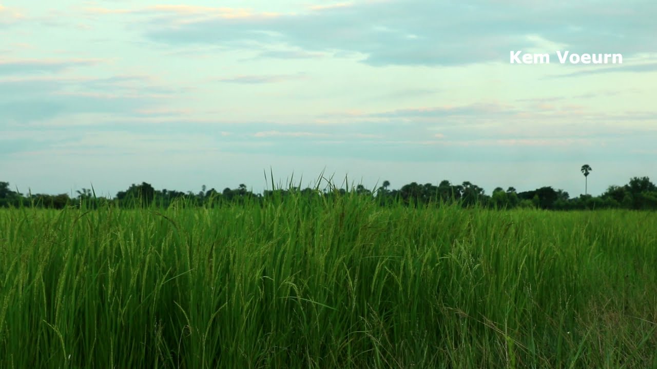 Amazing and Beautiful Asia Green Rice Field 3279 || kem voeurn