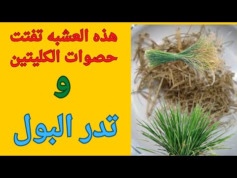 الحلفا بر نبات بسيط بمنافع كثيره تخلص من حصوات الكلى والتهابات الجهاز البولى