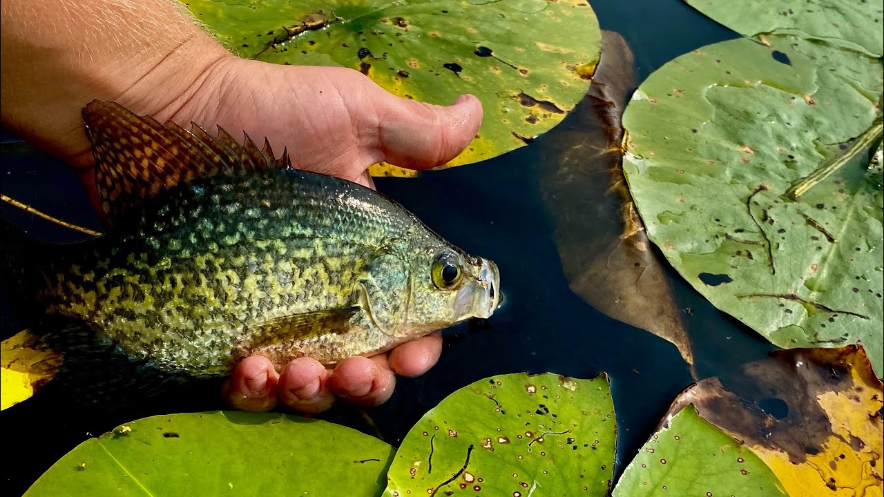 INSANE Summer Panfish Bite Under The Lily Pads YouTube