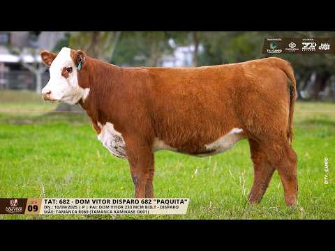 LOTE 09 TAT 682 DOM VITOR PAQUITA - Trans. Tv El Campo dia 03/09/2026 19h  Parceria Leilões