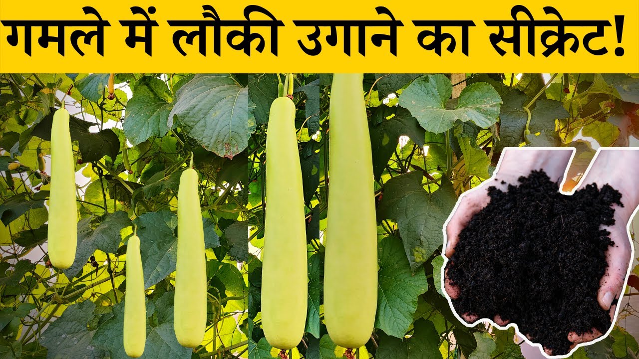 एक बार मेरे तरीके से छत पर लगाए लौकी दिन दुगनी रात चौगुनी लौकी आएगी | How To Grow Bottle Gourd/Loki