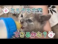 離乳食を食べる子猫とまだ卒乳出来ない子猫【Kitten baby food】