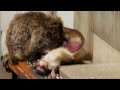 猿山に溶け込みすぎてるパンチ君🐵Punchmonkey