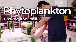 Culturing And Harvesting Phytoplankton And Copepods In The Kitchen
