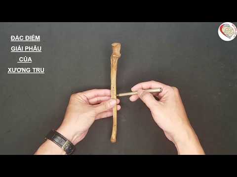 Video Đặc điểm giải phẫu của xương trụ - youtube