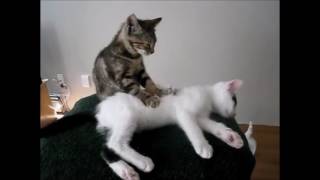 funny cats reggae music video clip