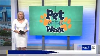 Pet of the Week: Messy hair, Maggie