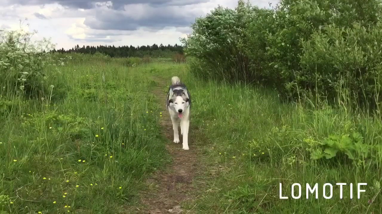 Lori-Lane: Наша стая. 🐾