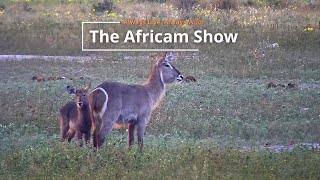 Hippos Antelope and Elephants The Africam Show