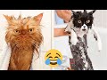 Funny Animal Videos 2023🤣 - Funniest Cats😹 and Dogs🐶 Videos!  #4