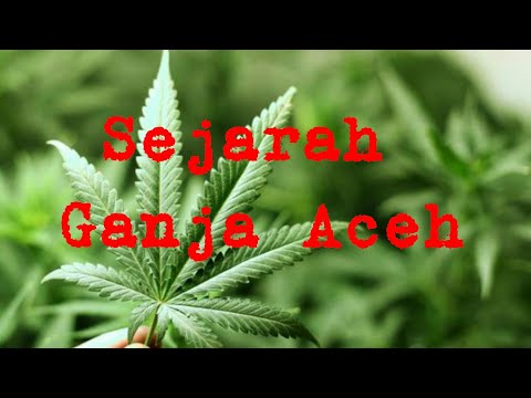 ganja-aceh,-bumbu-penyedap-dan-obat-luka