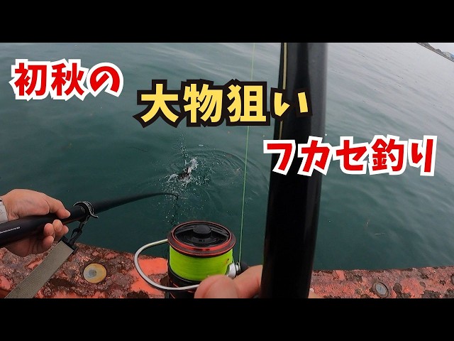 Fishing Report: Miyazaki Port, Sept. 11–14] Black sea bream, sea