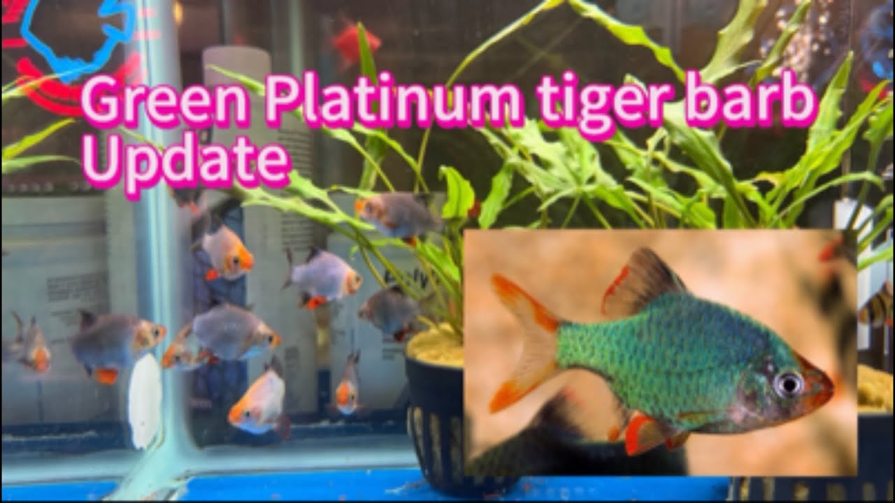 Green platinum tiger barbs, an update