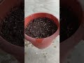 How To Grow Marigold Plant From Seed Marigold Marigoldgarden 