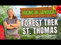 Hiking in Jamaica: Forest Trek - Mount Felix Forest Reserve