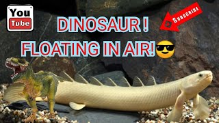 #bichir BICHIR DINOSAUR FLOATING IN AIR ! #FISHTANK #AQUASCAPE #AQUARIUM  #MONSTERFISH #RIVERMONSTER