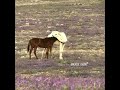 شيمة عرب