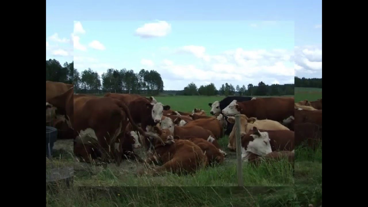 Dalsland/Kroppefjäll