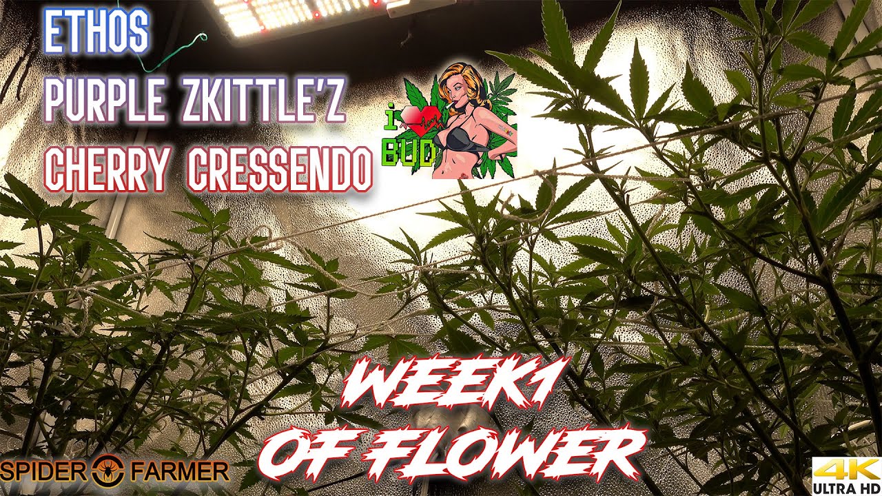 ETHOS GENETIC PURPLE ZKITTLEZ &  CHERRY CRESSENDO WEEK 1 OF FLOWER