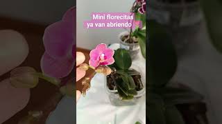 Mini florecita, ya van abriendo 🌷🏵️👏🏼